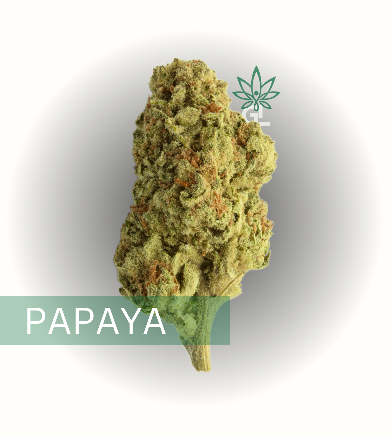 Papaya SATIVA