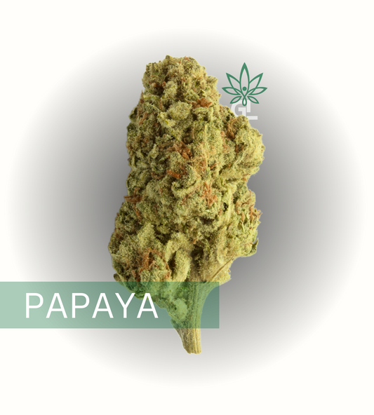 Papaya SATIVA