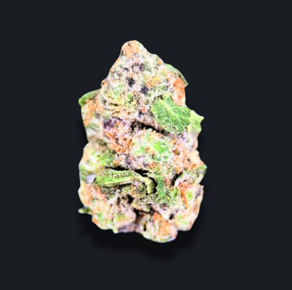 HUMBOLDT DREAM