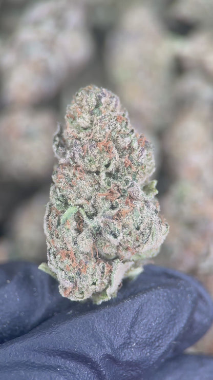 HUMBOLDT DREAM