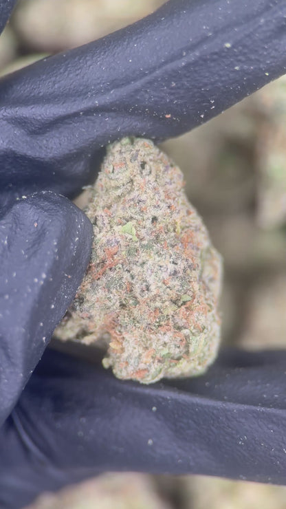 TRAP SOUR