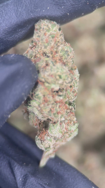 BLUEBERRY CAVIAR