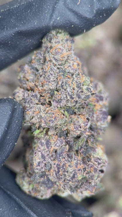 PURPLE LEMON PUNCH
