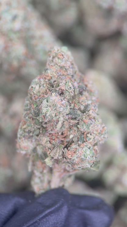 TRAP SOUR