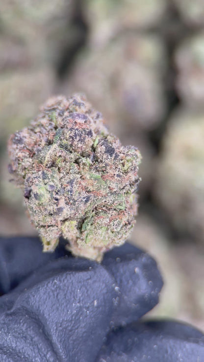 GREASE MONKEY