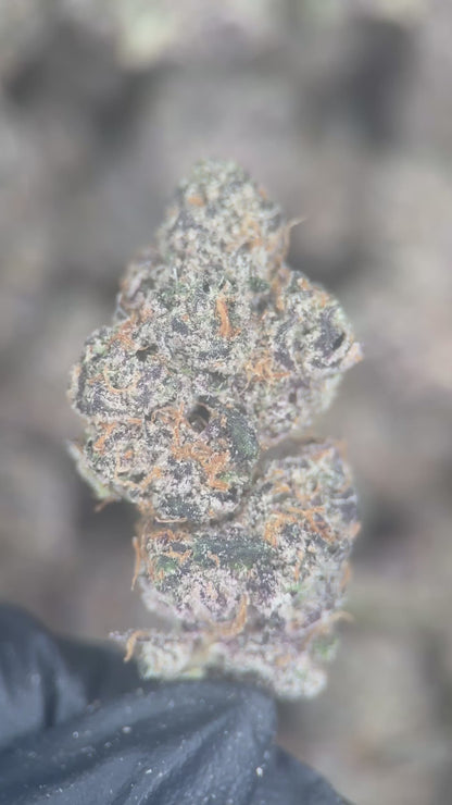 PURPLE CANDY RAIN