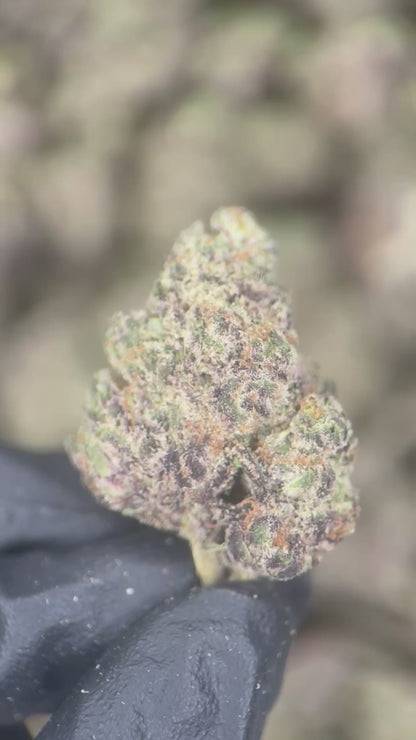 PURPLE URKLE
