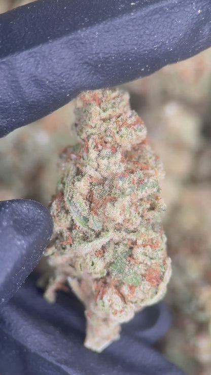SUGAR BOMB