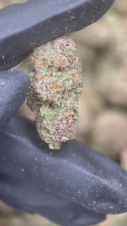 BLUE GUAVA GELATO