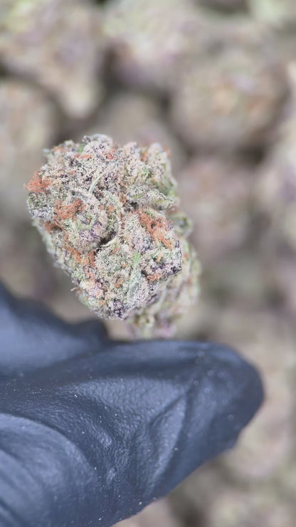 BUBBLEGUM GELATO