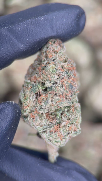 TRAP SOUR