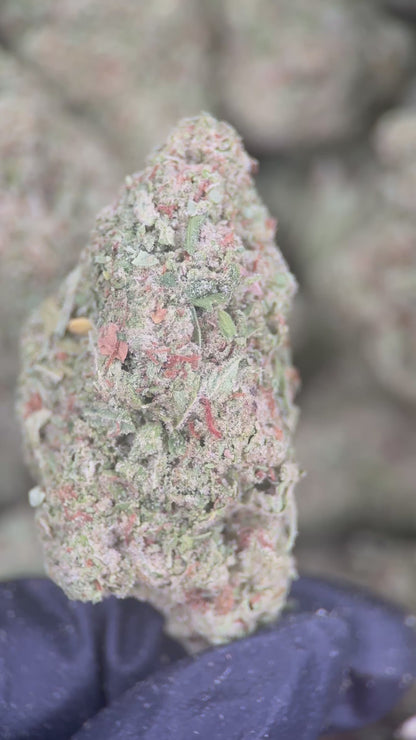 PAPAYA