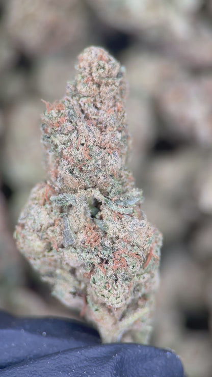 GRAPE STOMPER