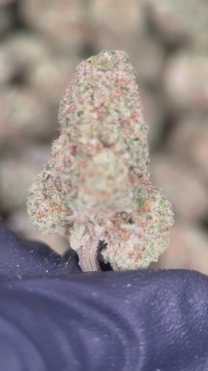 PAPAYA