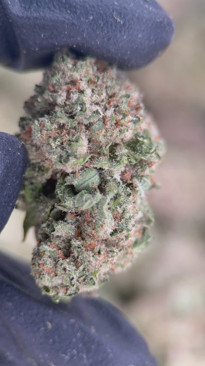 TRUFFLE POP