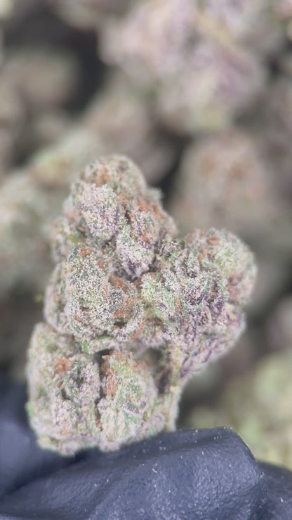 CANDY BRAINZ